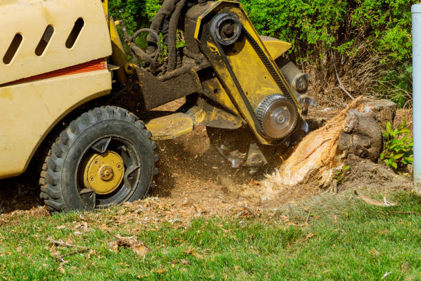 Best Commercial Tree Services  in Plainview, TX